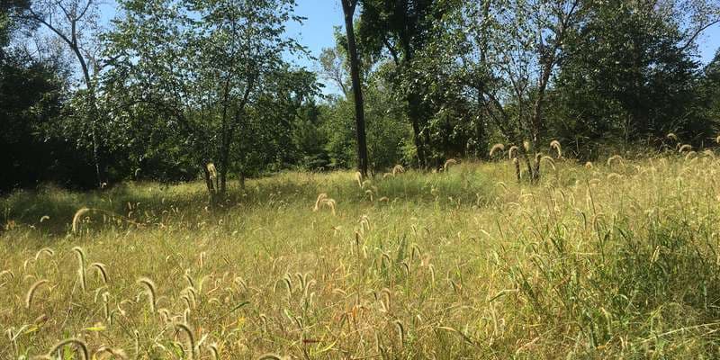 The featured photo for Lower Meadow West