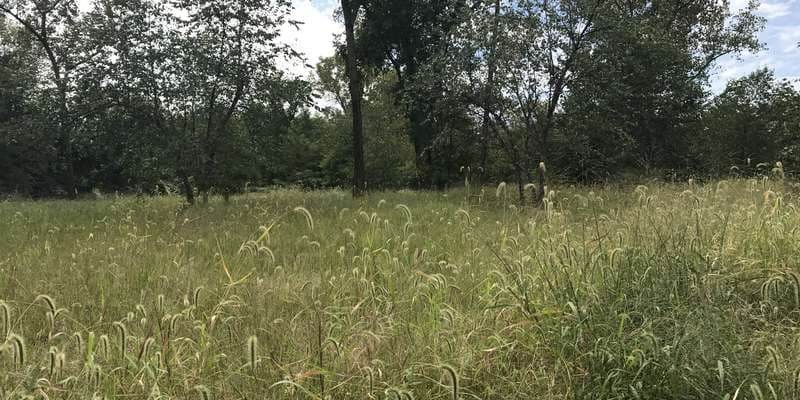 The featured photo for Lower Meadow East